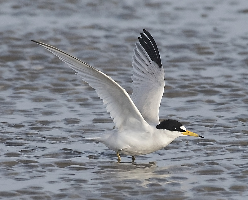 This image has an empty alt attribute; its file name is 1.-Saunders-Tern-Sterna-saundersi-29042018-Kutch-_india-c-Jaysukh-Parekh-Suman.jpg