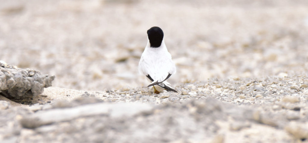 This image has an empty alt attribute; its file name is 2.-Saunders-Tern-Sterna-saundersi-ad-spring-2018-palest-among-little-tern-species-Bahrain-c-Howard-King-2-1024x476.jpg