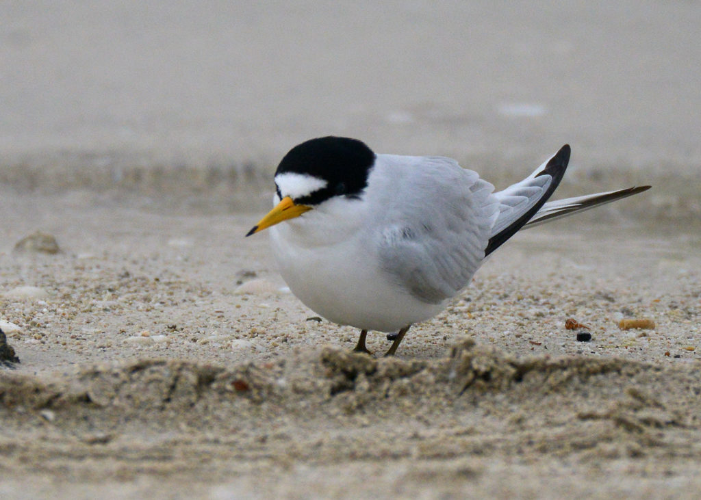 This image has an empty alt attribute; its file name is 3.-Saunders-Tern-Sterna-saundersi-ad-spring-2018-Bahrain-c-Howard-King-1-1024x731.jpg