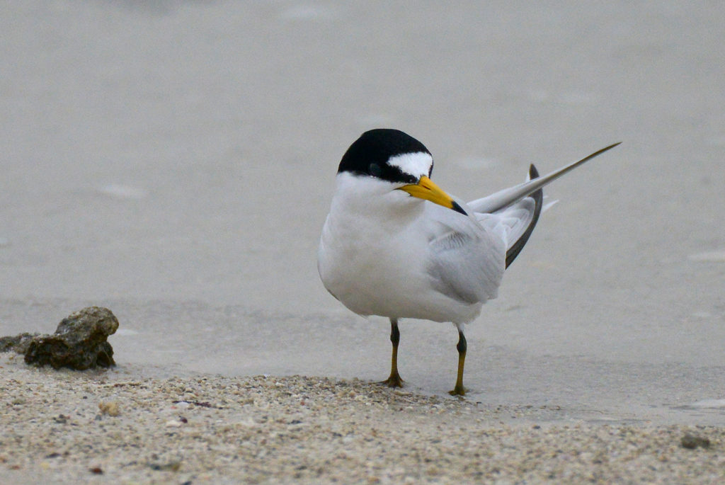 This image has an empty alt attribute; its file name is 4.-Saunders-Tern-Sterna-saundersi-ad-spring-2018-Bahrain-c-Howard-King-1024x685.jpg