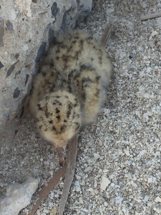 This image has an empty alt attribute; its file name is 5.-Saunders-Tern-Sterna-saundersi-pullus-05052018-Bahrain-c-Howard-King.jpg