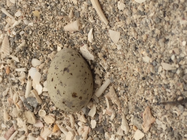 This image has an empty alt attribute; its file name is 6.-Saunders-Tern-Sterna-saundersi-egg-08052018-Bahrain-c-Howard-King.jpeg