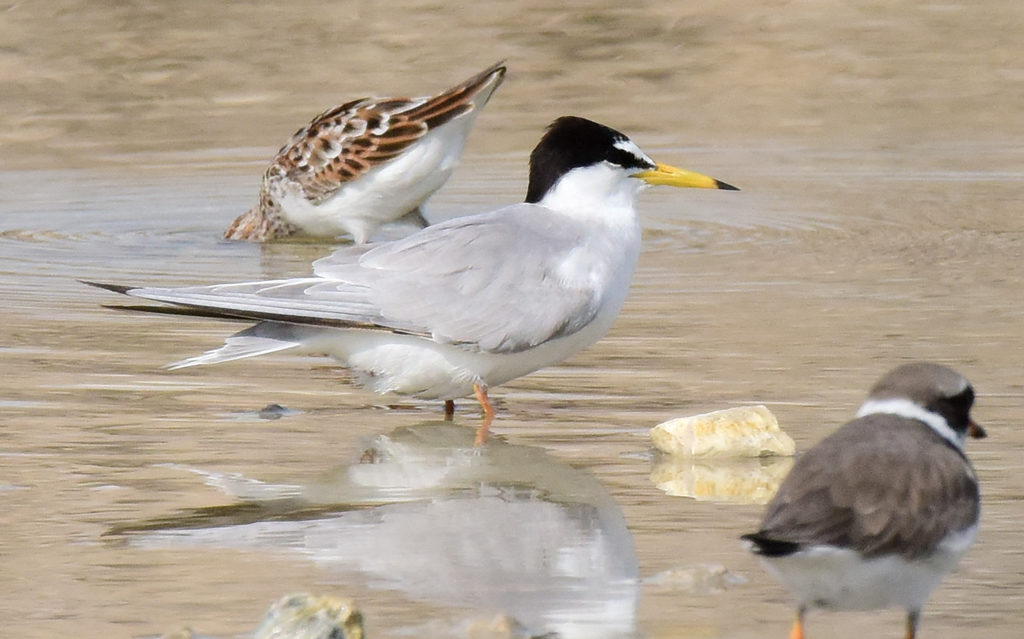 This image has an empty alt attribute; its file name is 9-little-Tern-Sterna-albifrons-subspec.-May-Bahrain-c-Howard-King-1024x639.jpg