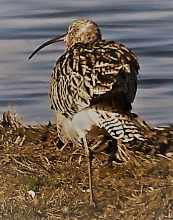 This image has an empty alt attribute; its file name is 8.-Slender-billed-Curlew-Numenius-tenuirostris-2CY-tail-04042020-9934-SW-Netherlands-c-Norman-Deans-van-Swelm.jpg